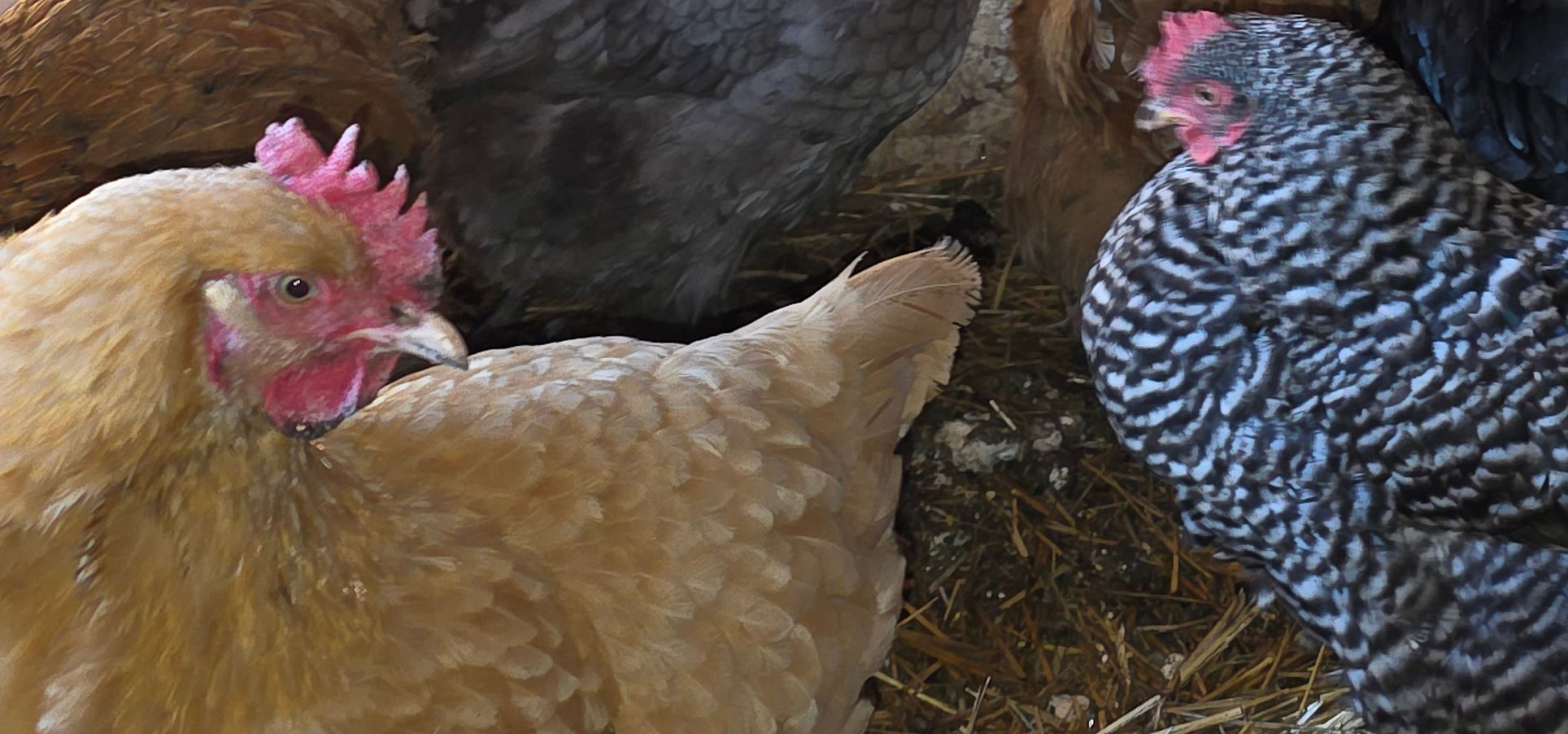 Farm Fresh Eggs